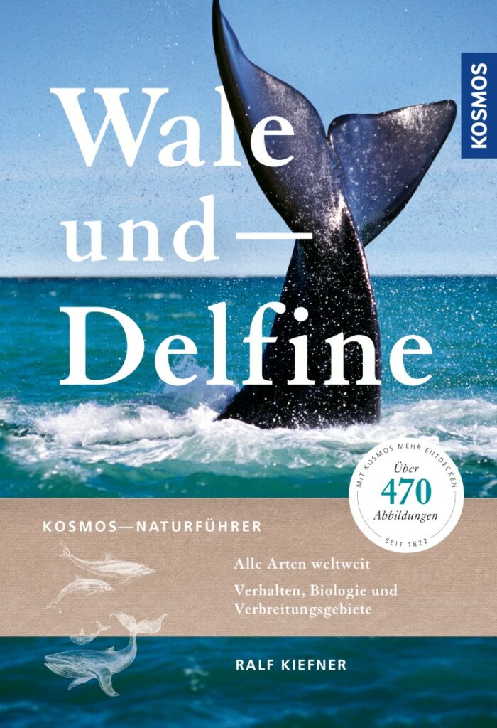Buch Wale und Delfine von Ralf Kiefner