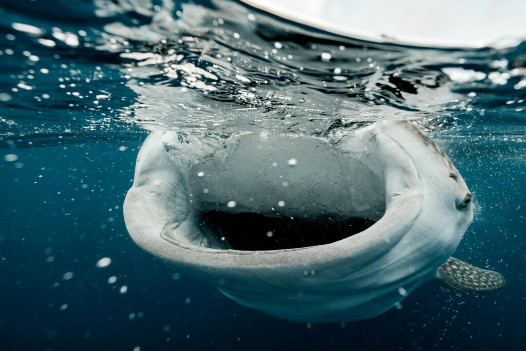 Walhai beim Fressen unterhalb der Meeresoberfläche